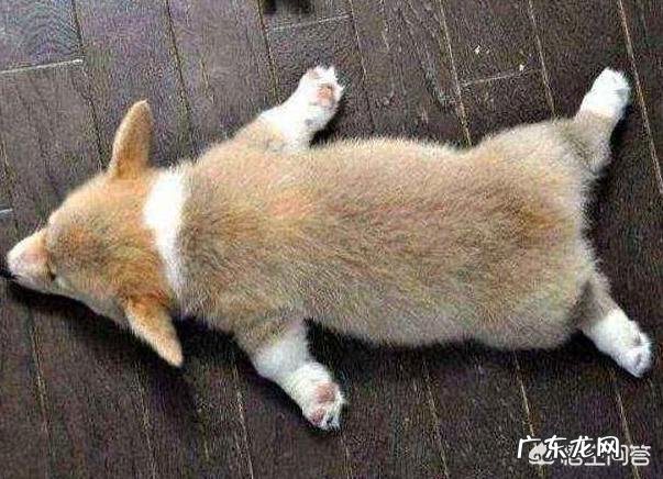 我家柯基就是不会在厕所大小便,咋训练啊?