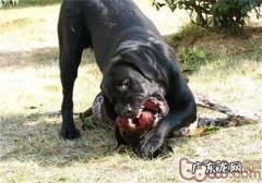 法国短毛指示犬的性格特征