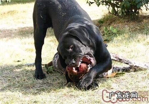 法国短毛指示犬的性格特征