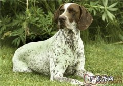 法国短毛指示犬的形状特点