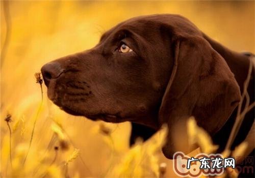 法国短毛标示犬的品种介绍