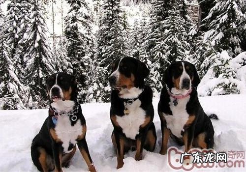 大法国山地犬的保养专业知识