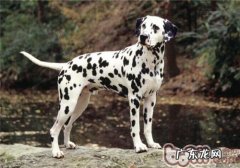 大麦町犬的喂养关键点