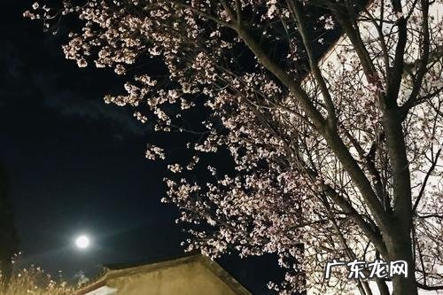 关于鸟自由的唯美句子 【抖音文案】风的自由唯美句子