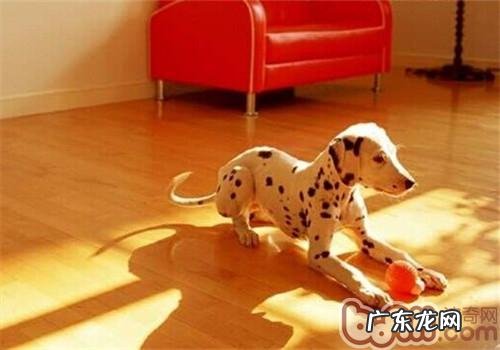 大麦町犬的性格特征