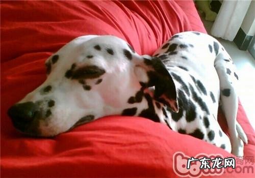 大麦町犬的形状特点