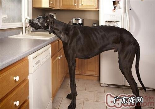 大丹犬的喂养关键点