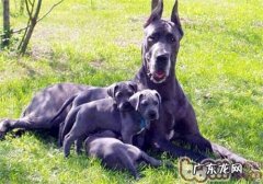 大丹犬的保养专业知识
