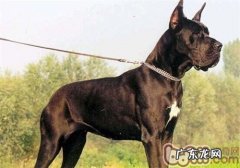 大丹犬的性格特征