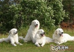 大白熊犬的保养专业知识