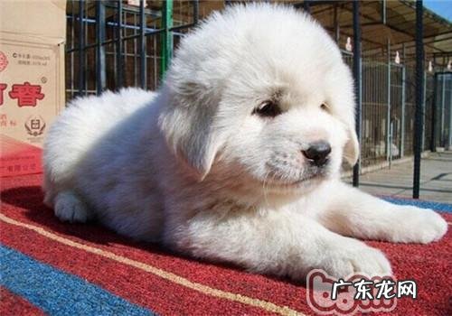 大白熊犬的喂养关键点