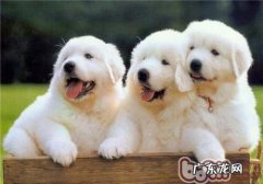 大白熊犬的形状特点