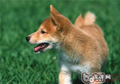 柴犬的保养专业知识