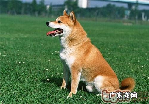 柴犬的性格特征