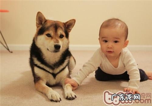 柴犬的品种介绍