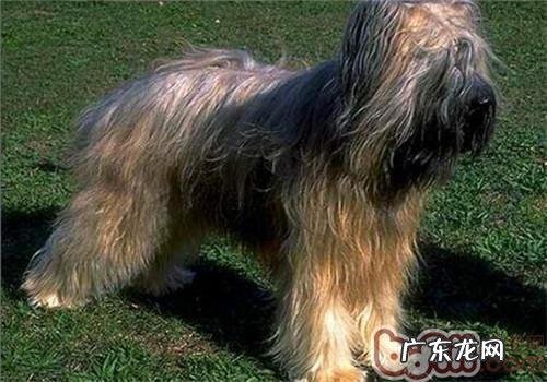 伯瑞犬的保养专业知识