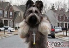 伯瑞犬的性格特征