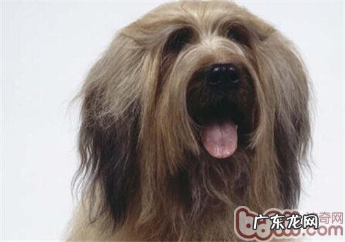 伯瑞犬的形状特点