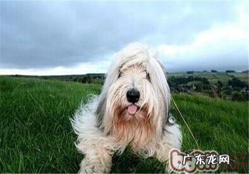 伯瑞犬的品种介绍