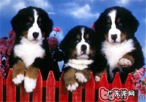 伯恩山犬的喂养关键点