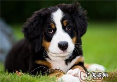 伯恩山犬的性格特征