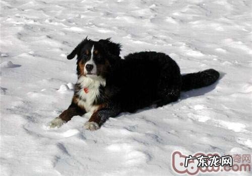 伯恩山犬的形状特点