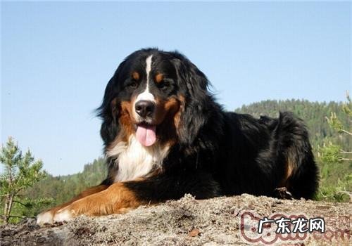 伯恩山犬的种类介绍