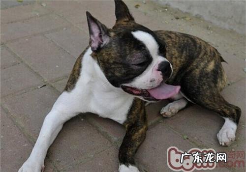 波士顿梗犬的喂养关键点