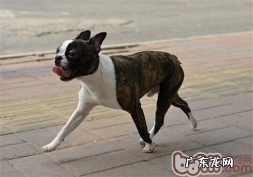 波士顿梗犬的保养专业知识