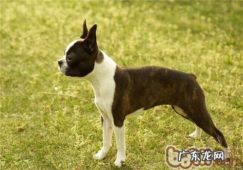 波士顿梗犬的性格特征