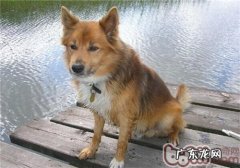 冰岛牧羊犬的性格特征