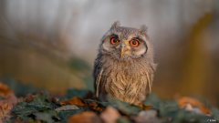 Rain主演过哪些偶像剧？