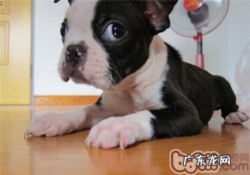 波士顿梗犬的形状特点