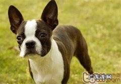 波士顿梗犬的种类介绍