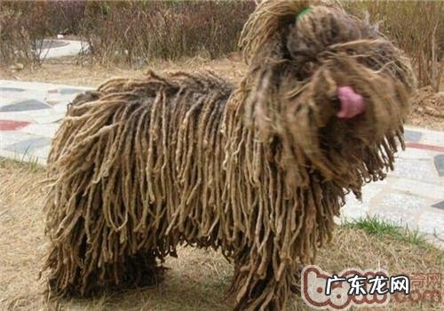波利犬的保养专业知识