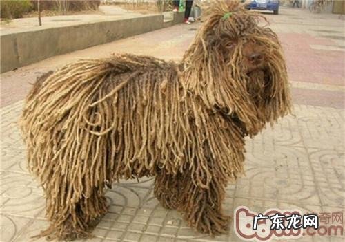 波利犬的性格特征