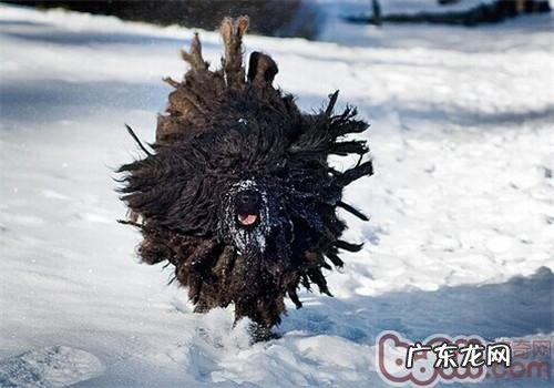 波利犬的形状特点