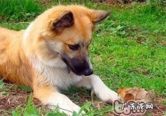 冰岛牧羊犬的种类介绍