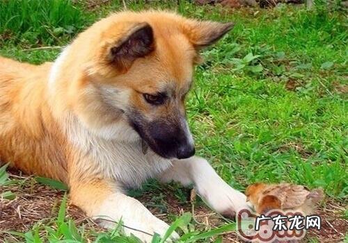 冰岛牧羊犬的种类介绍