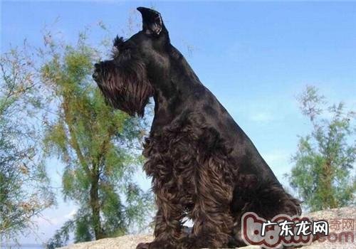 标准雪纳瑞的喂养关键点