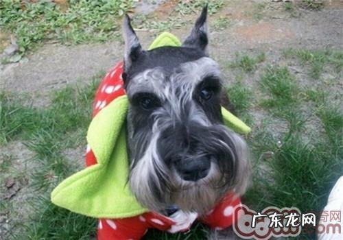 标准雪纳瑞的保养专业知识