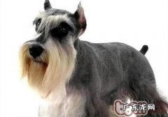 标准雪纳瑞的性格特征