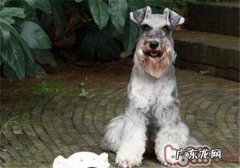 标准雪纳瑞的种类介绍