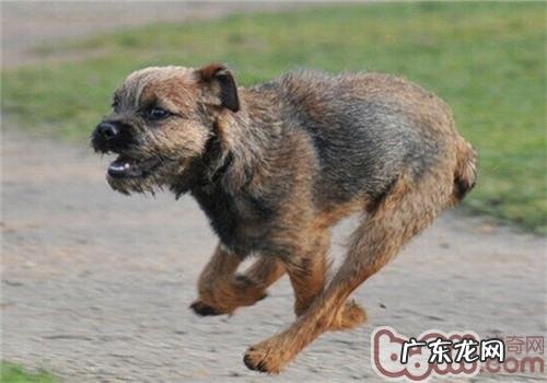 边境梗的形状特点