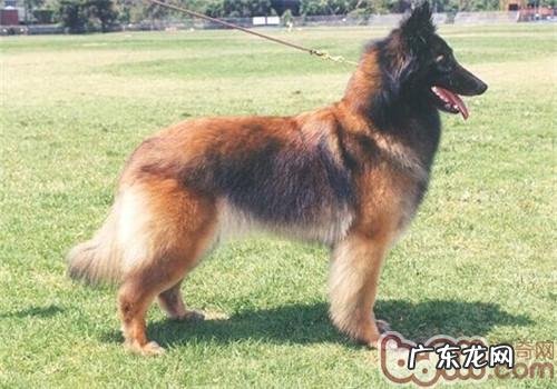 丹麦坦比连犬的喂养关键点