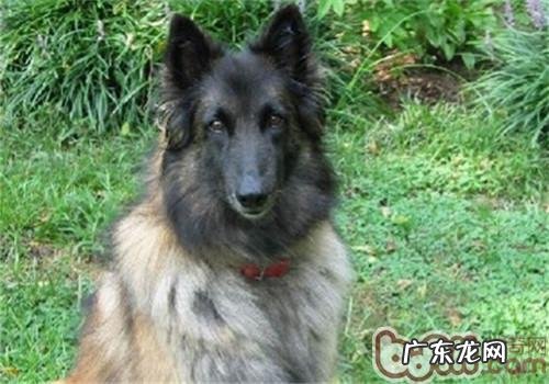 丹麦坦比连犬的形状特点