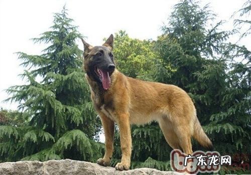 丹麦玛利诺犬的保养专业知识