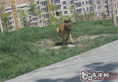 丹麦玛利诺犬的性格特征