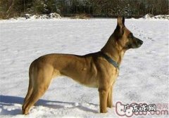 丹麦玛利诺犬的形状特点