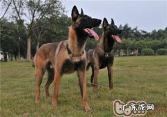 丹麦玛利诺犬的品种介绍